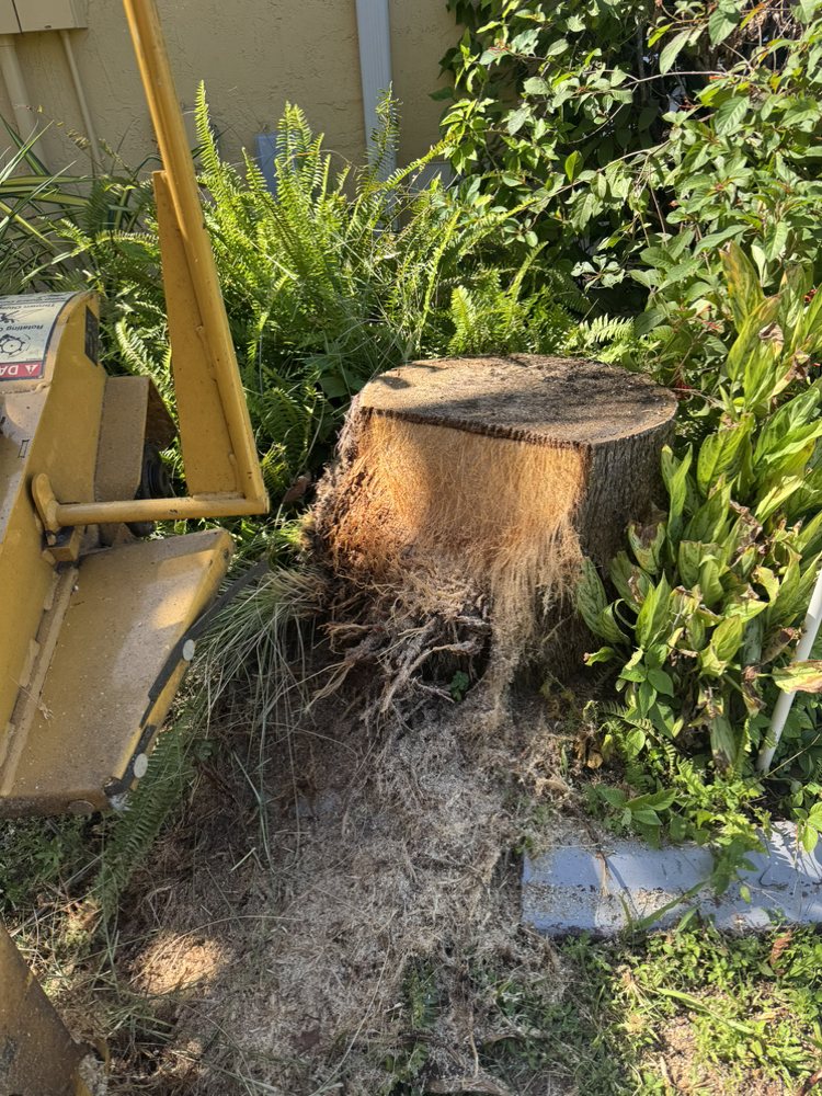 Paula's A1 Tree Removal work photo 12