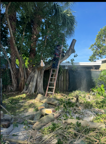 Paula's A1 Tree Removal work photo 3