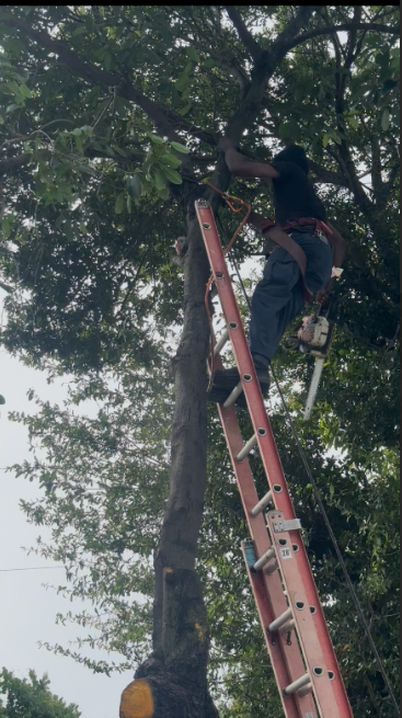 Paula's A1 Tree Removal work photo 5