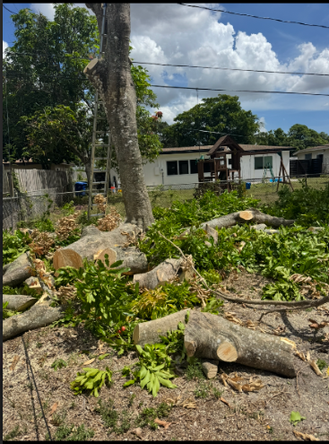 Paula's A1 Tree Removal work photo 8