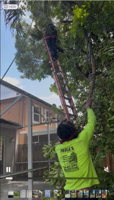 Paula's A1 Tree Removal work photo 9