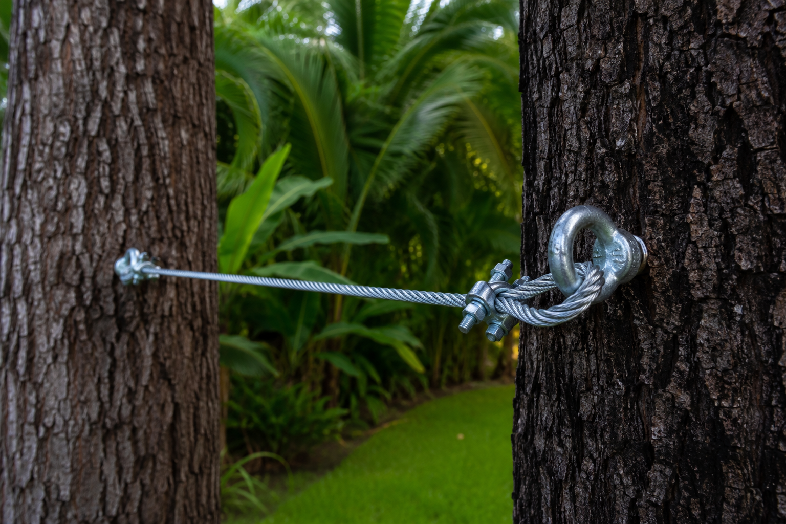 Tree Cabling & Bracing