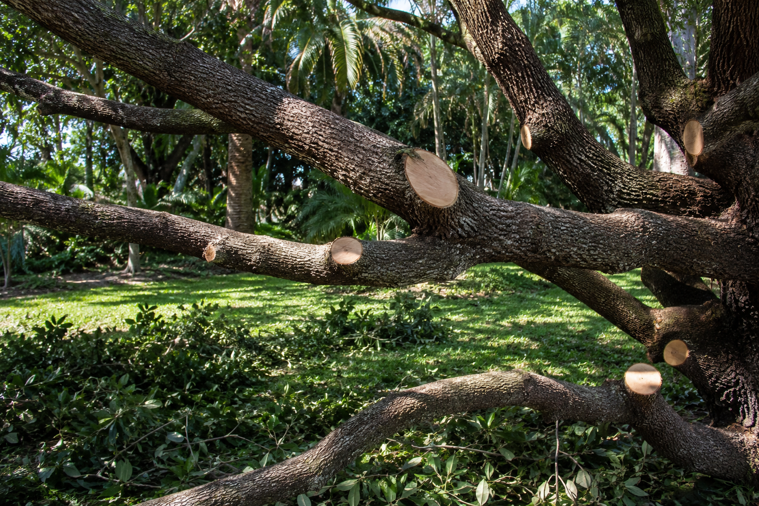 Tree Pruning